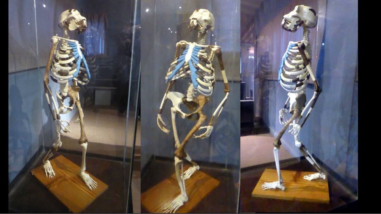 National Museum of Ethiopia (Lucy) at ADD