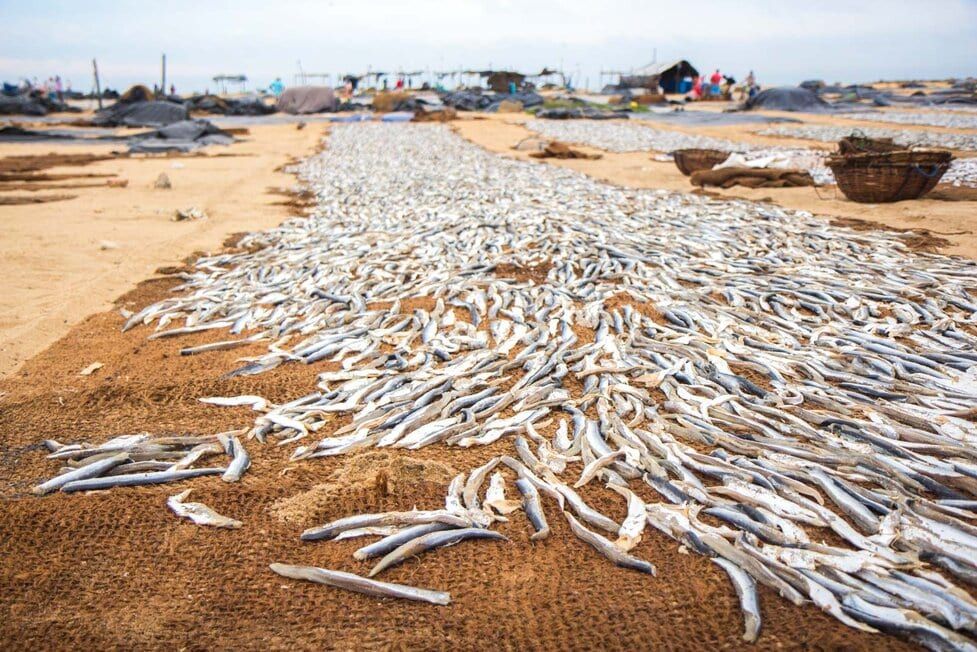 Negombo Beach and Fish Market at CMB