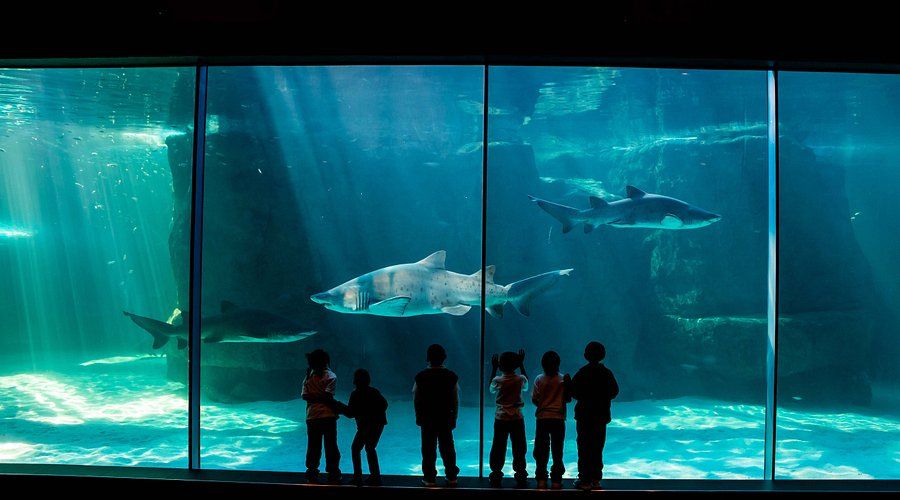 V&A Waterfront and Two Oceans Aquarium at CPT