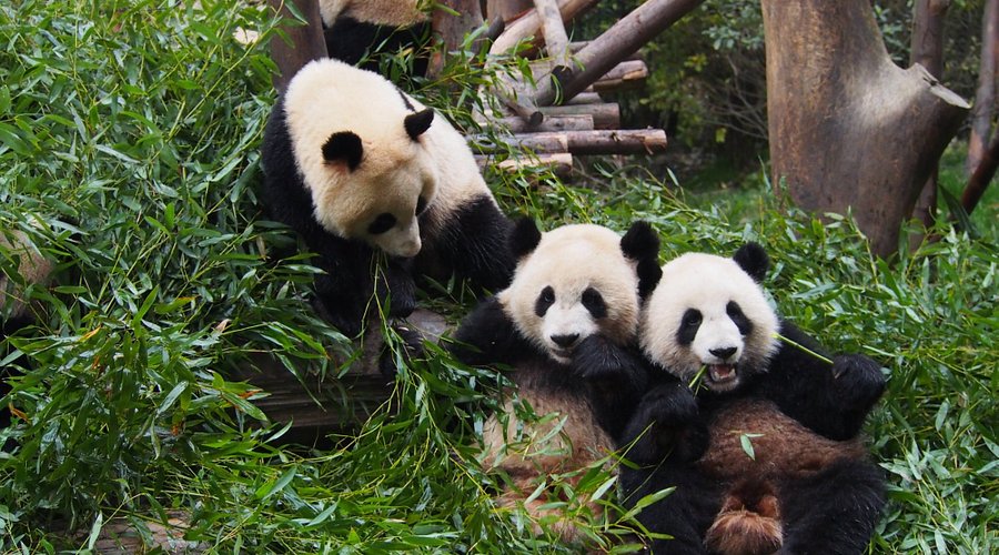 Chengdu Research Base of Giant Panda Breeding from CTU