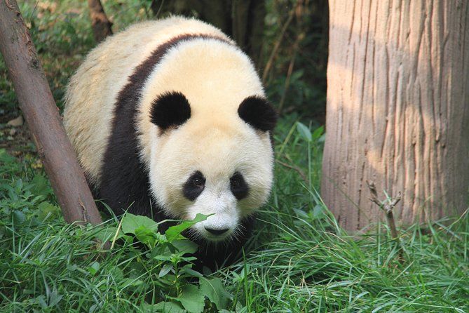 Visit the Chengdu Panda Base at CTU