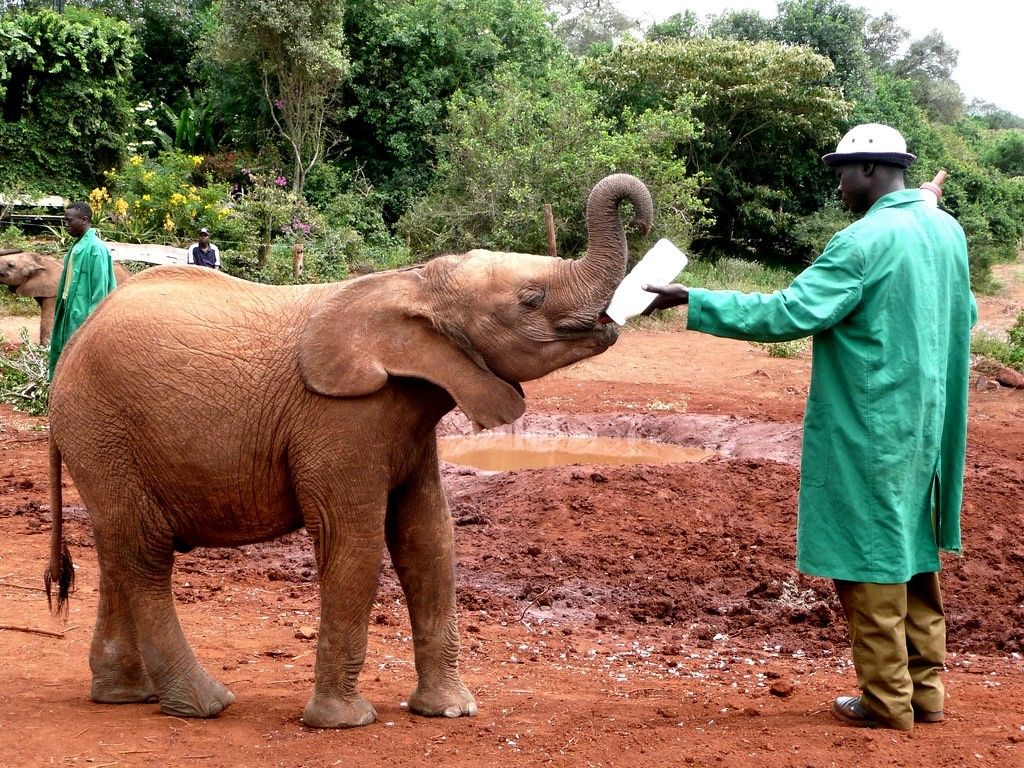 David Sheldrick Elephant Orphanage at NBO