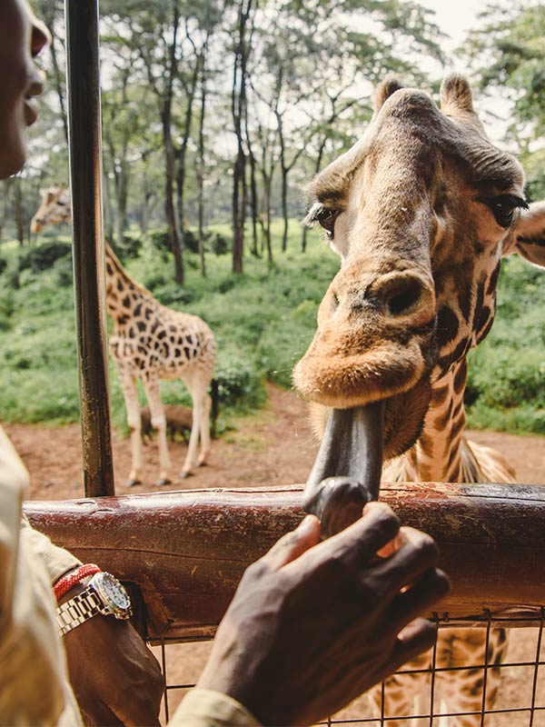 Giraffe Centre (AFEW) at NBO