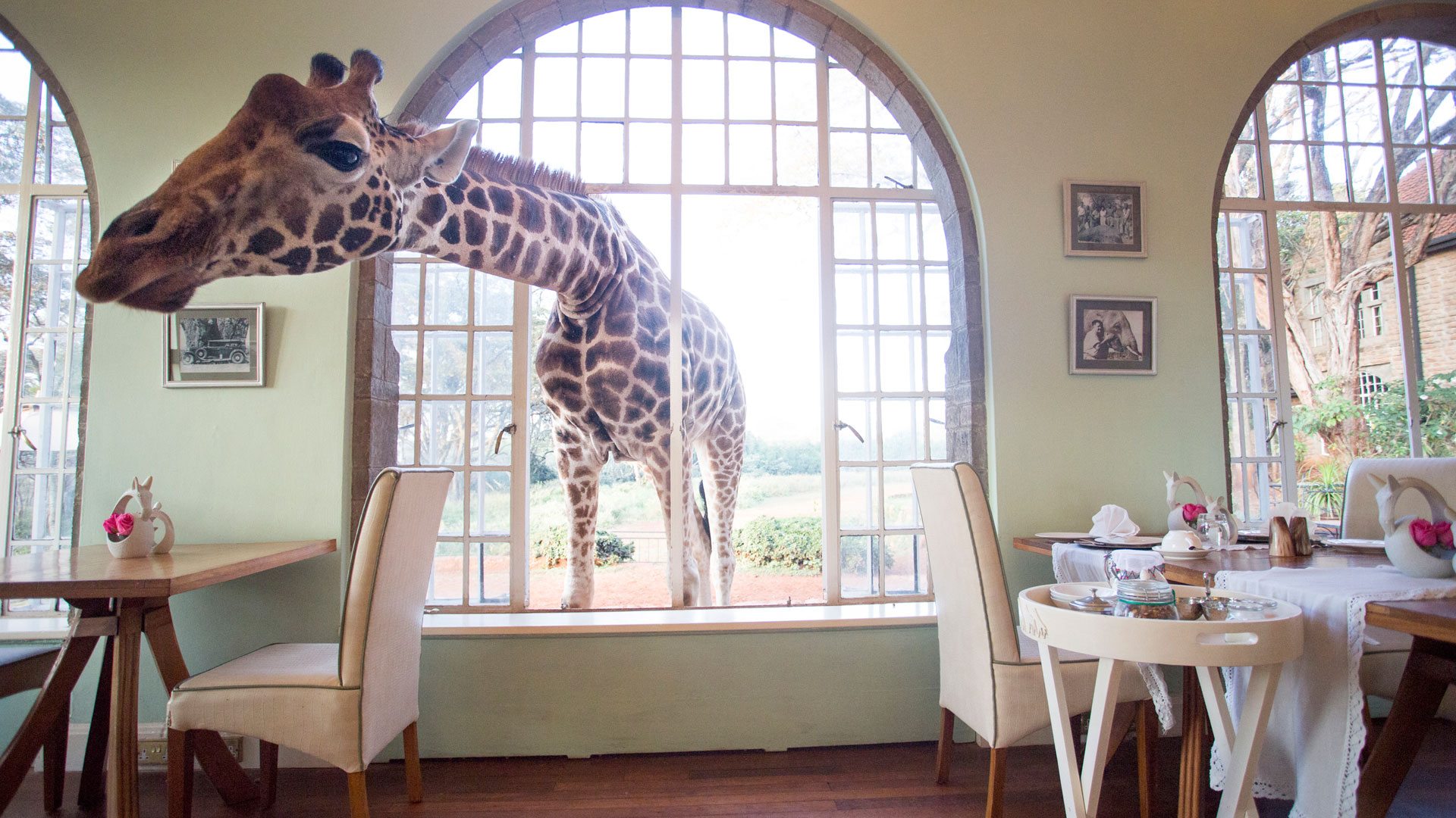 Karen / Giraffe Centre from NBO