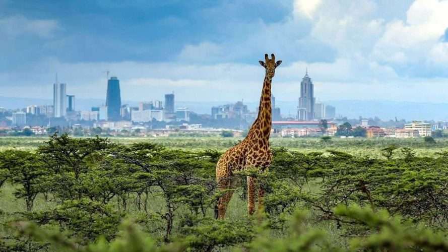 Nairobi National Park Safari at NBO