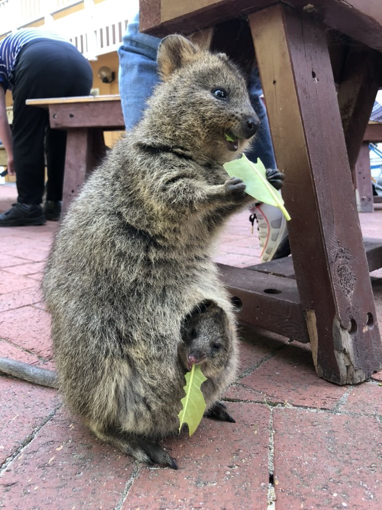 Rottnest Island Quokka Encounter at PER