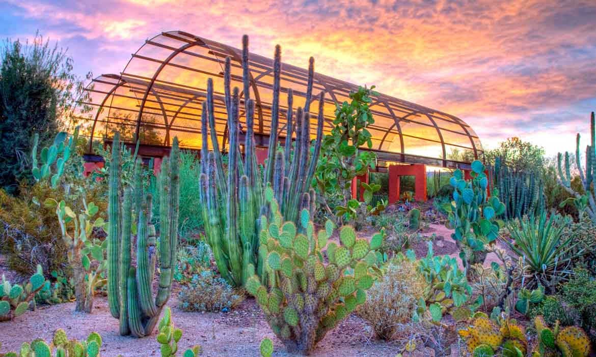 Desert Botanical Garden Visit at PHX